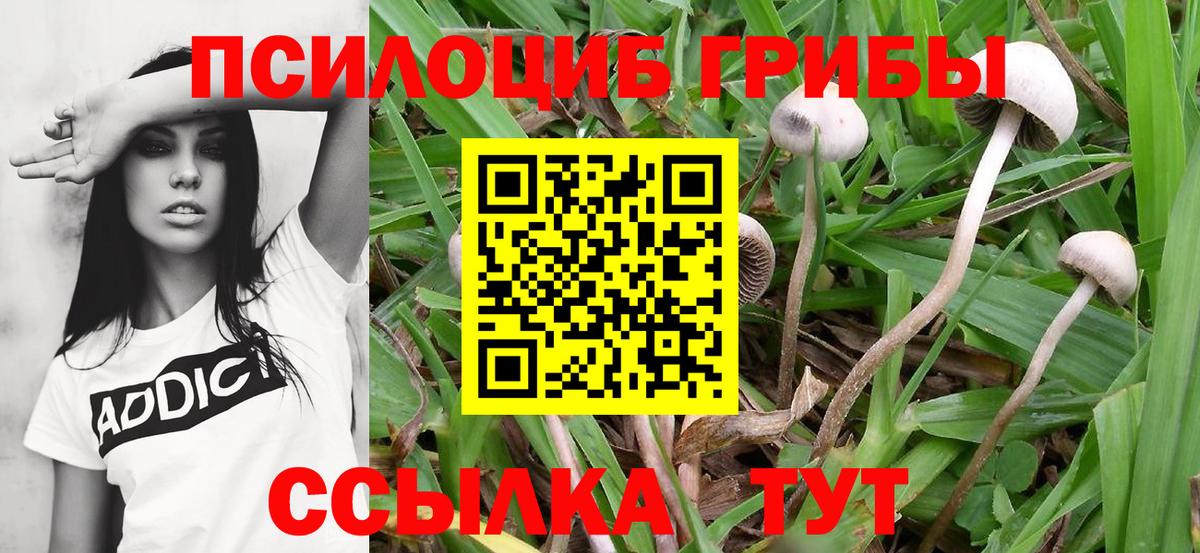 Ачхой-Мартан  Псилоцибиновые грибы ЛСД  Вход с VPN 